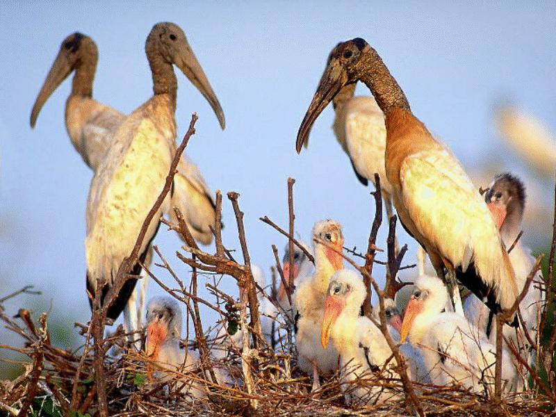 Wood Stork chicks (Mycteria americana); DISPLAY FULL IMAGE.