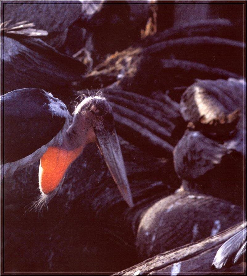 Marabou Stork (Leptoptilos crumeniferus) {!--아프리카대머리황새-->; DISPLAY FULL IMAGE.