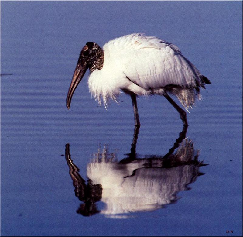 Wood Stork (Mycteria americana) {!--검은머리황새-->; DISPLAY FULL IMAGE.