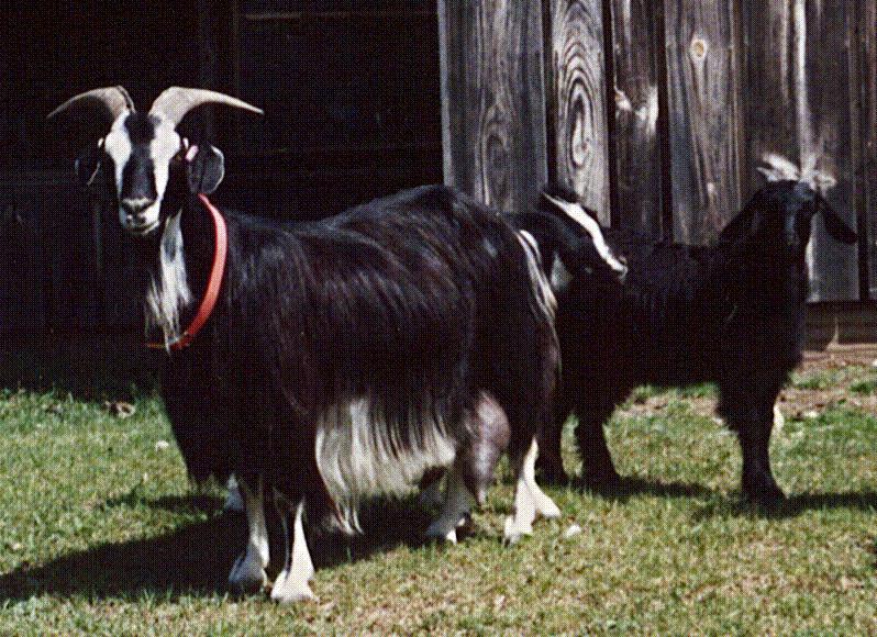 Domestic Goat (Capra hircus) {!--염소-->; DISPLAY FULL IMAGE.