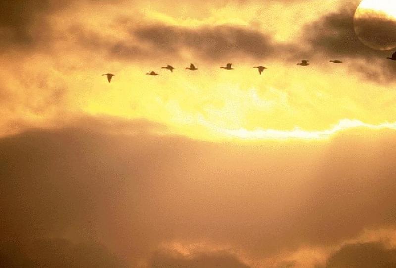 Geese in flight {!--기러기류-->; DISPLAY FULL IMAGE.