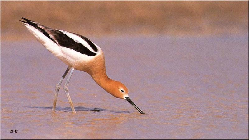 American Avocet (Recurvirostra americana) {!--아메리카뒷부리장다리물떼새-->; DISPLAY FULL IMAGE.