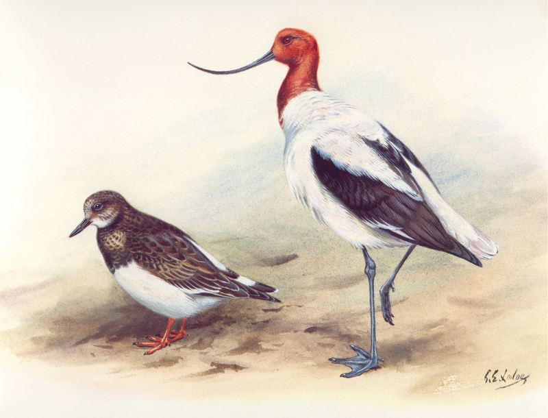 Ruddy Turnstone (Arenaria interpres) {!--꼬까도요--> & Red-necked Avocet (Recurvirostra novaehollandiae) {!--붉은목뒷부리장다리물떼새-->; DISPLAY FULL IMAGE.