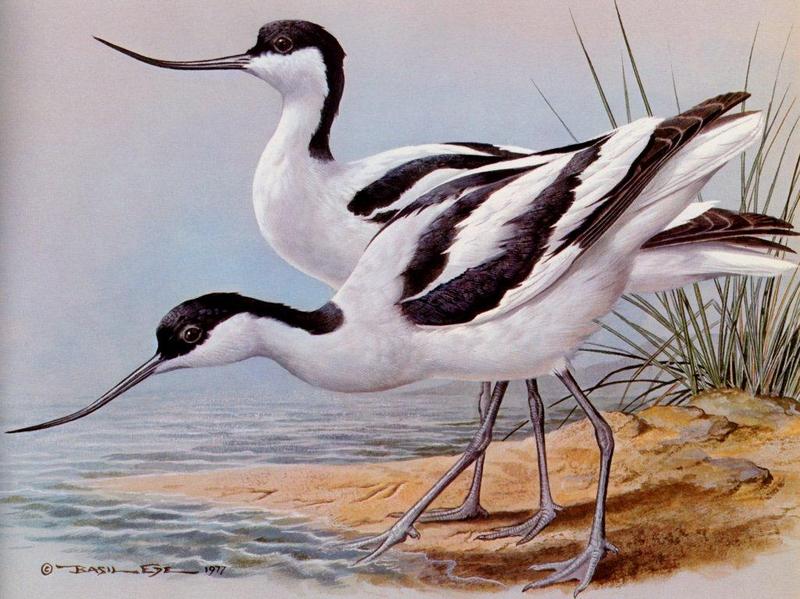 [Animal Art - Basil Ede] Pied Avocet pair (Recurvirostra avosetta) {!--뒷부리장다리물떼새-->; DISPLAY FULL IMAGE.