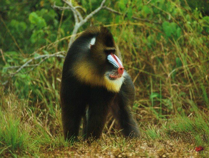 Mandrill (Mandrillus sphinx) {!--맨드릴-->; DISPLAY FULL IMAGE.