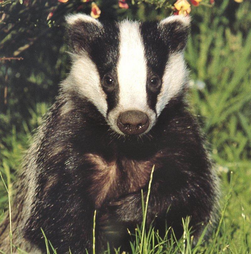 Eurasian Badger (Meles meles) {!--오소리-->; DISPLAY FULL IMAGE.