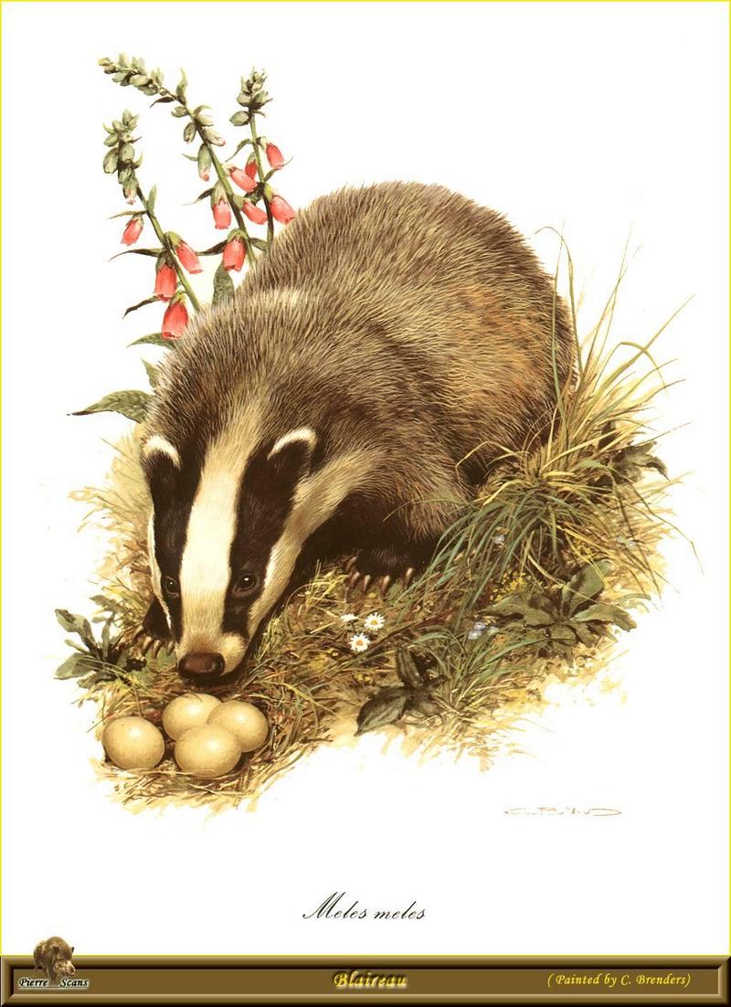 Eurasian Badger (Meles meles) {!--오소리-->; DISPLAY FULL IMAGE.