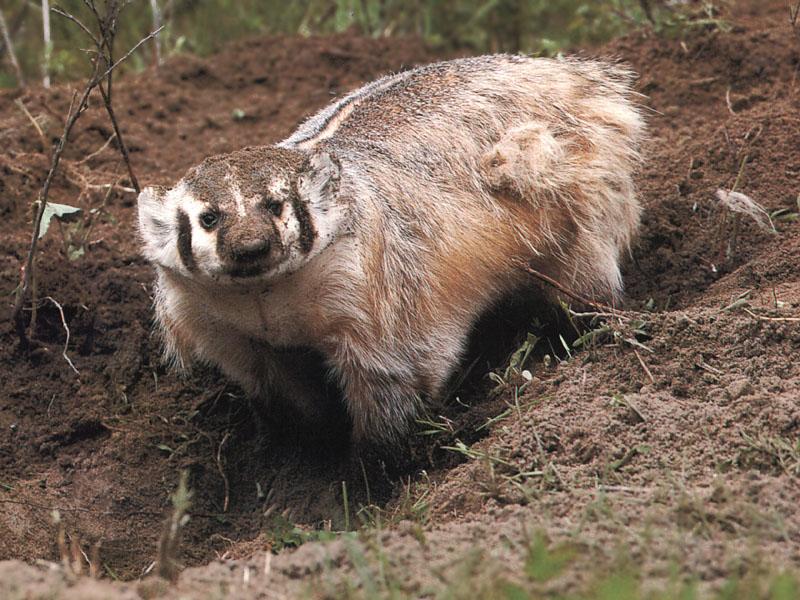 American Badger (Taxidea taxus) {!--아메리카오소리-->; DISPLAY FULL IMAGE.