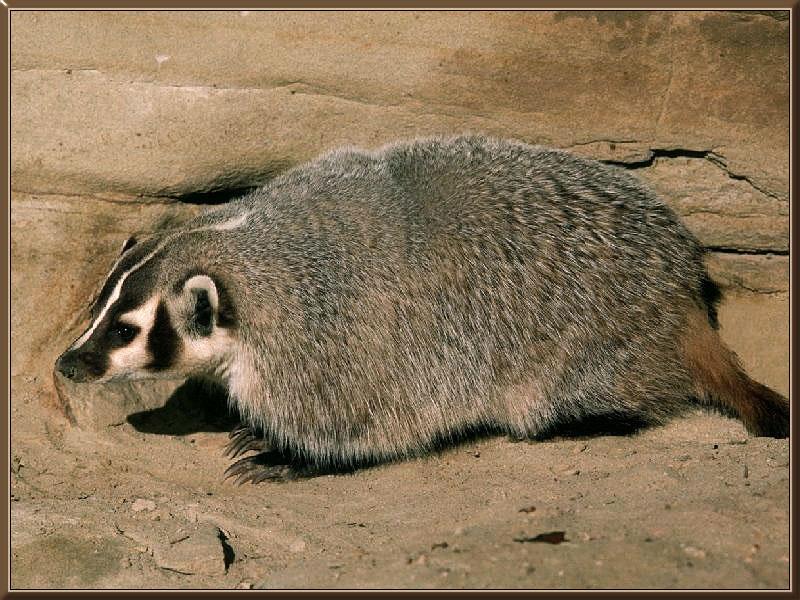 American Badger (Taxidea taxus) {!--아메리카오소리-->; DISPLAY FULL IMAGE.