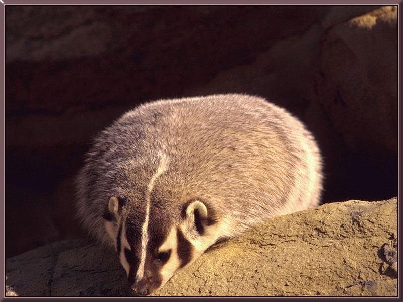 American Badger (Taxidea taxus) {!--아메리카오소리-->; DISPLAY FULL IMAGE.