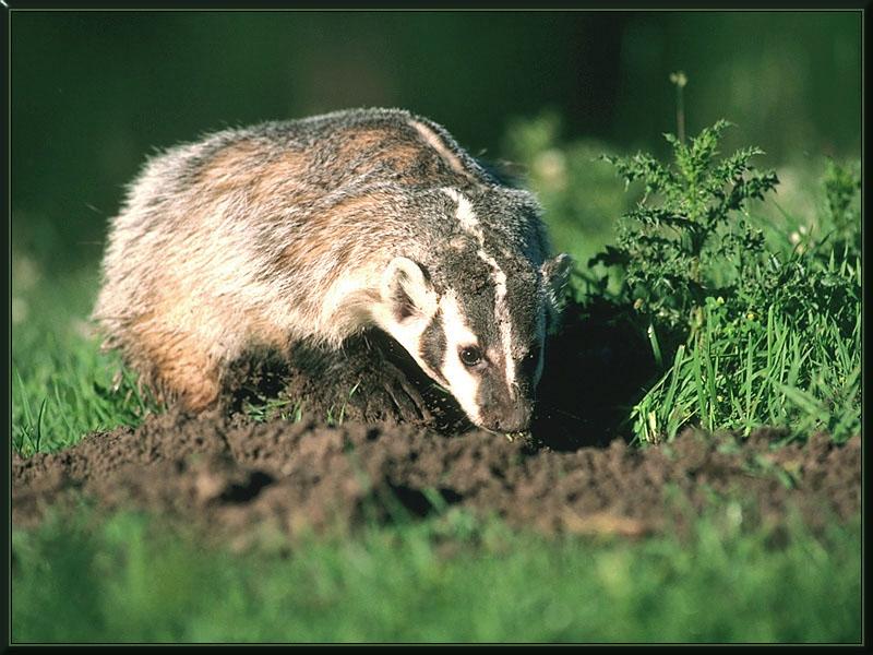 American Badger (Taxidea taxus) {!--아메리카오소리-->; DISPLAY FULL IMAGE.