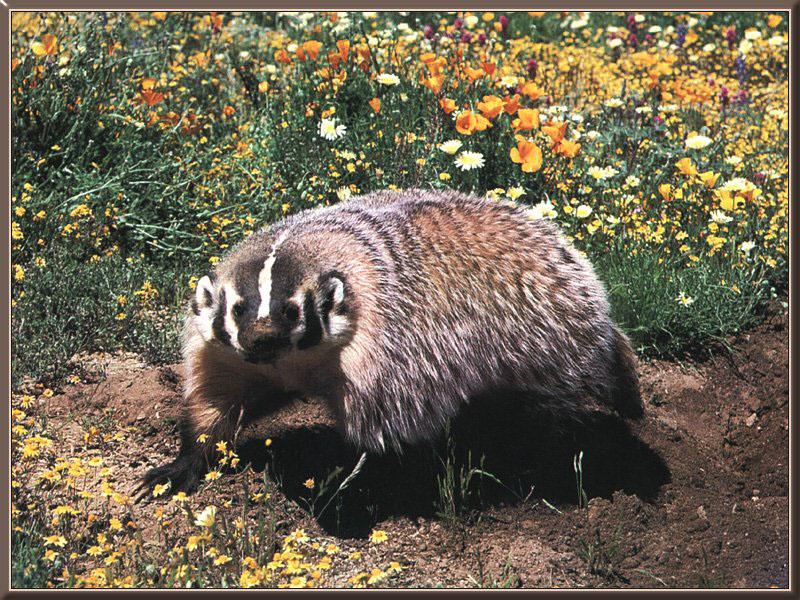 American Badger (Taxidea taxus) {!--아메리카오소리-->; DISPLAY FULL IMAGE.