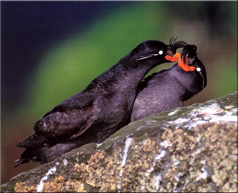 Crested Auklet pair (Aethia cristatella) {!--뿔바다쇠오리-->; DISPLAY FULL IMAGE.