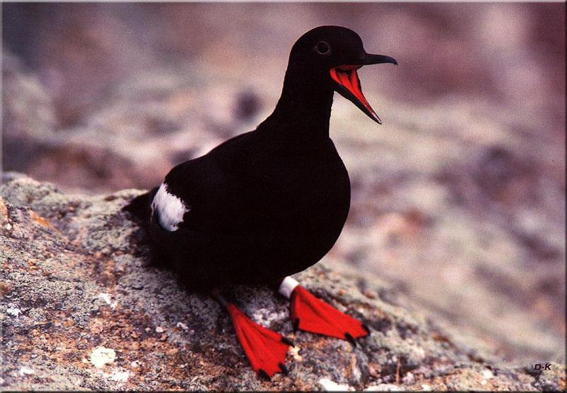 Pigeon Guillemot (Cepphus columba) {!--흰죽지바다오리/바다비둘기-->; DISPLAY FULL IMAGE.