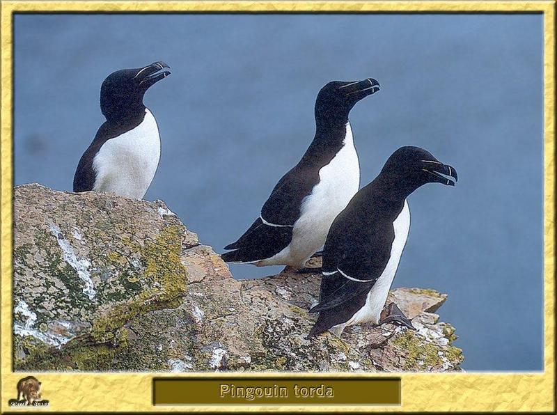 Razorbill trio (Alca torda) {!--큰부리바다오리-->; DISPLAY FULL IMAGE.