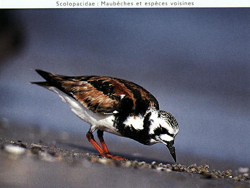Ruddy Turnstone (Arenaria interpres) {!--꼬까도요-->; DISPLAY FULL IMAGE.