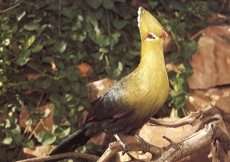 Knysna Turaco (Tauraco corythaix) {!--나이스나부채머리-->; DISPLAY FULL IMAGE.