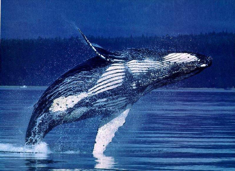 Humpback Whale (Megaptera novaeangliae) {!--혹등고래-->; DISPLAY FULL IMAGE.