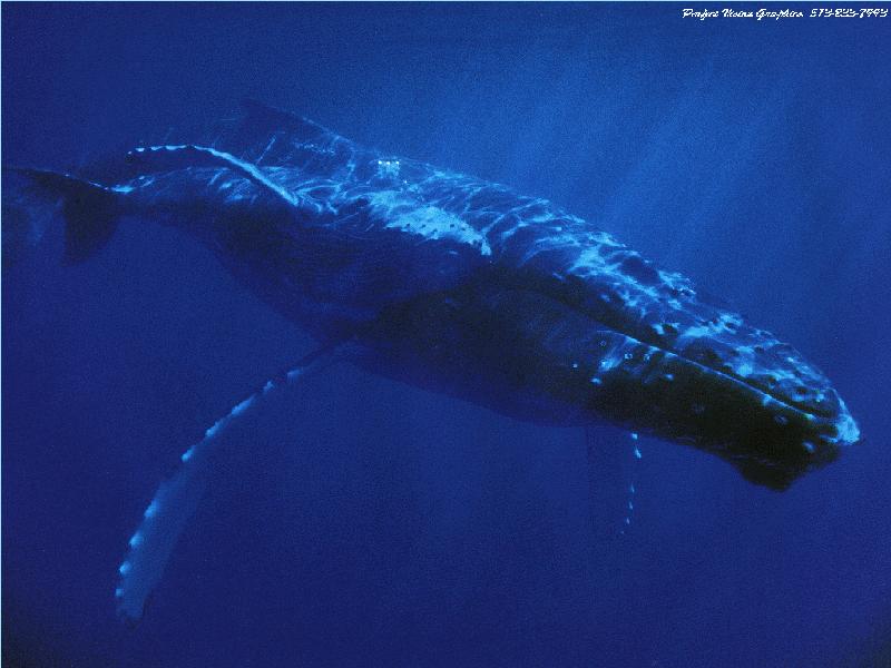 Humpback Whale (Megaptera novaeangliae) {!--혹등고래-->; DISPLAY FULL IMAGE.