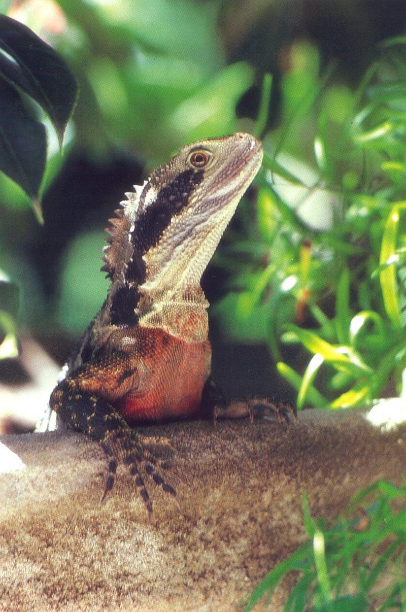 Eastern Water Dragon (Physignathus lesueurii) {!--호주동부물도마뱀-->; DISPLAY FULL IMAGE.