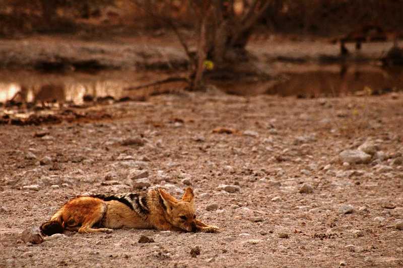 Black-backed Jackal (Canis mesomelas) {!--검은등재칼-->; DISPLAY FULL IMAGE.
