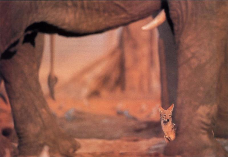 Black-backed Jackal (Canis mesomelas) {!--검은등재칼-->; DISPLAY FULL IMAGE.
