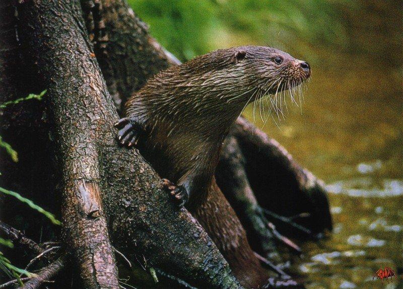 European Otter / Eurasian Otter (Lutra lutra) [유라시아수달(수달)]; DISPLAY FULL IMAGE.