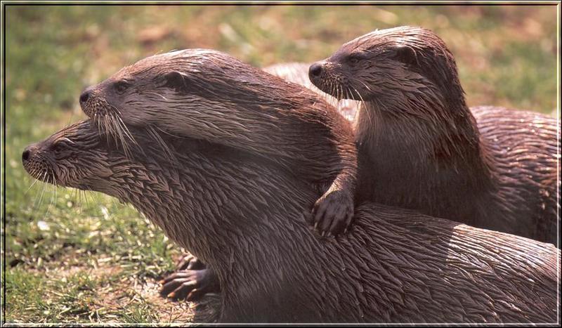 Eurasian Otters (Lutra lutra) {!--유라시아수달(수달)-->; DISPLAY FULL IMAGE.