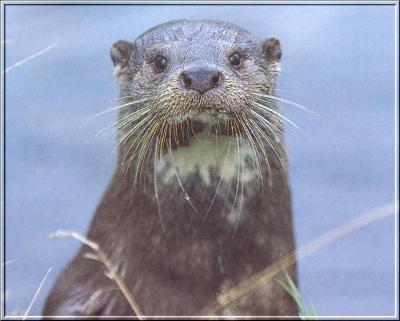 Eurasian Otter (Lutra lutra) {!--유라시아수달(수달)-->; DISPLAY FULL IMAGE.