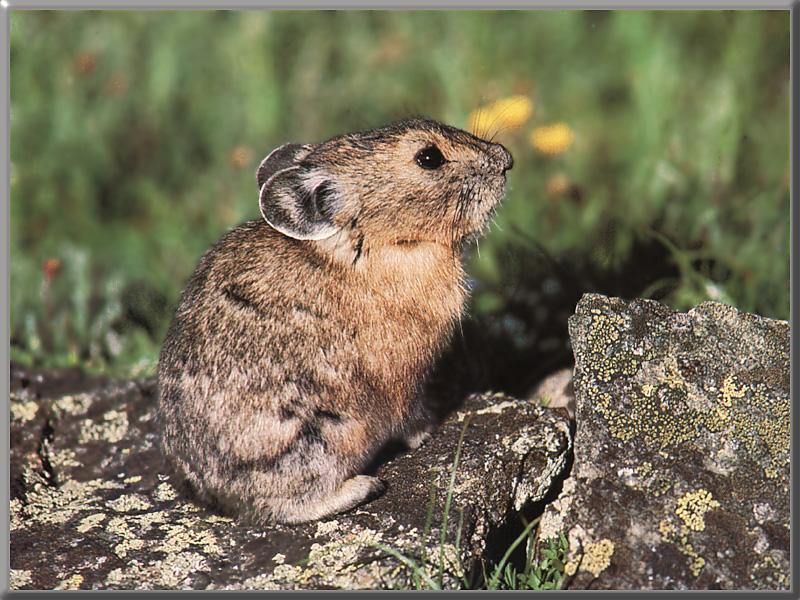 Pika (Ochotona sp.) {!--새앙토끼(생토끼,우는토끼)-->; DISPLAY FULL IMAGE.