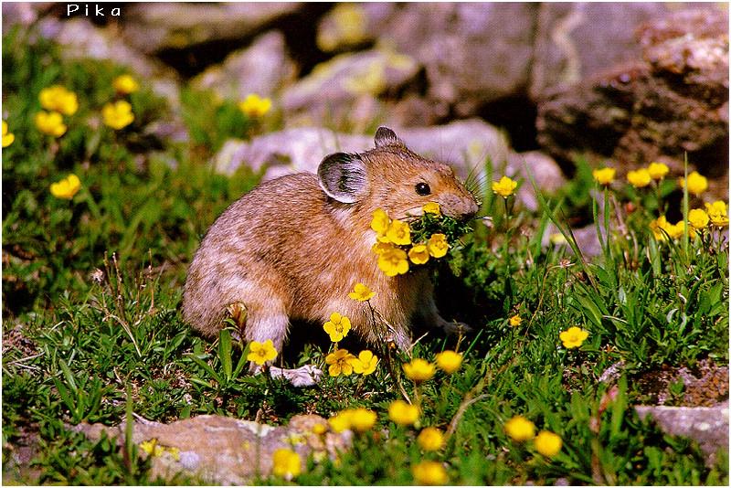 Pika (Ochotona sp.) {!--새앙토끼(생토끼,우는토끼)-->; DISPLAY FULL IMAGE.