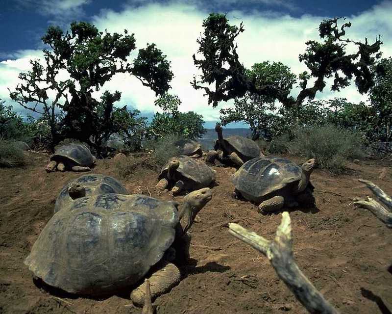 Galapagos Tortoise (Geochelone nigra) {!--갈라파고스코끼리거북-->; DISPLAY FULL IMAGE.