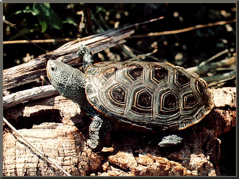 Diamondback Terrapin (Malaclemys terrapin) {!--다이아몬드거북-->; DISPLAY FULL IMAGE.