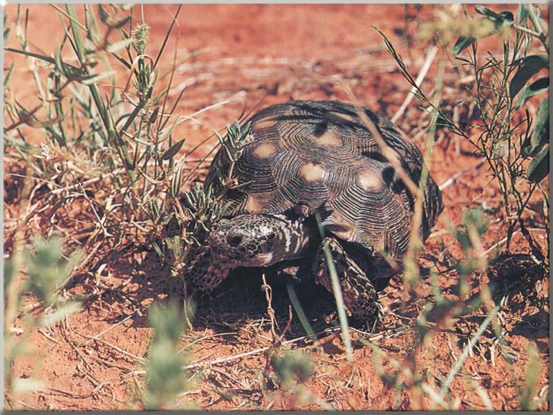 (Berlandier's) Texas tortoise (Gopherus berlandieri) {!--텍사스거북-->; DISPLAY FULL IMAGE.