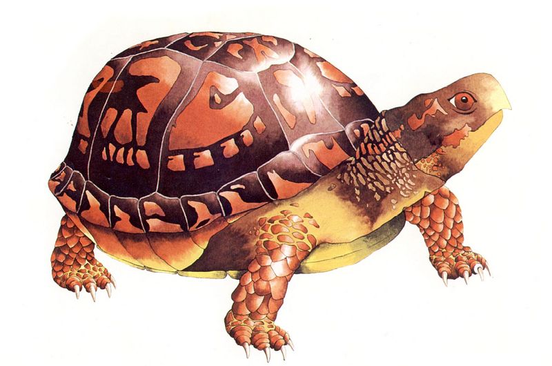 [Clipart] Eastern Box Turtle (Terrapene carolina) {!--캐롤라이나상자거북-->; DISPLAY FULL IMAGE.