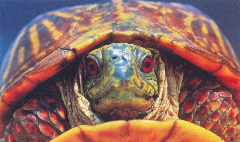 Eastern Box Turtle (Terrapene carolina) {!--캐롤라이나상자거북-->; DISPLAY FULL IMAGE.