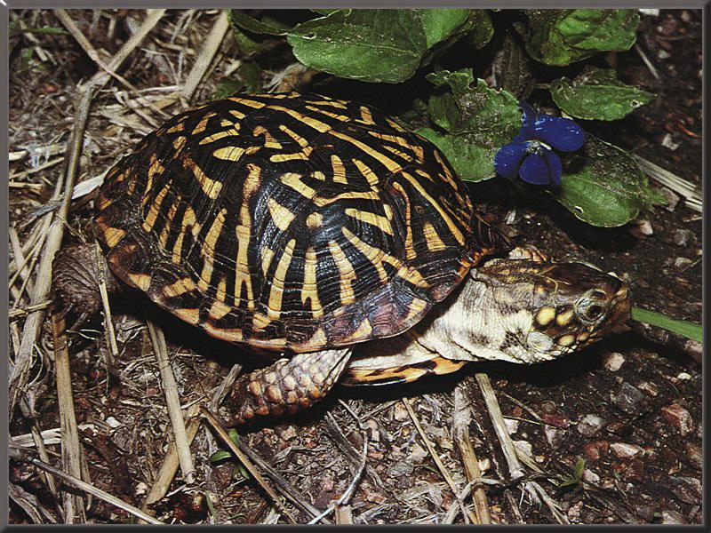 Western Box Turtle (Terrapene ornata) {!--서부상자거북-->; DISPLAY FULL IMAGE.