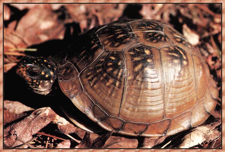 Three-toed Box Turtle (Terrapene carolina triunguis) {!--캐롤라이나상자거북-->; DISPLAY FULL IMAGE.