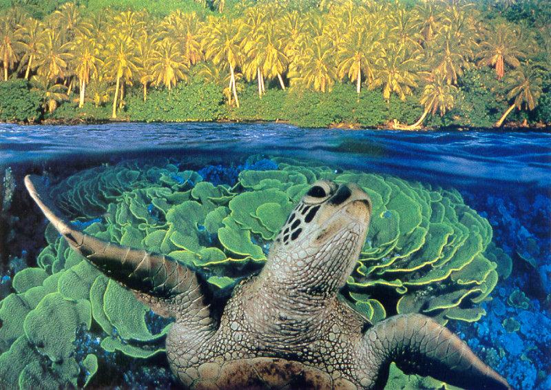 Green Sea Turtle (Chelonia mydas) {!--바다거북-->; DISPLAY FULL IMAGE.