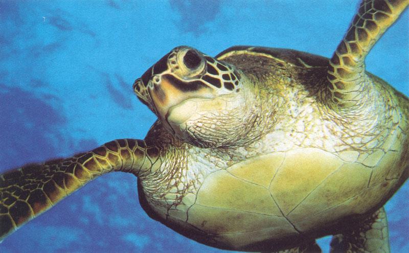 Green Sea Turtle (Chelonia mydas) {!--바다거북-->; DISPLAY FULL IMAGE.