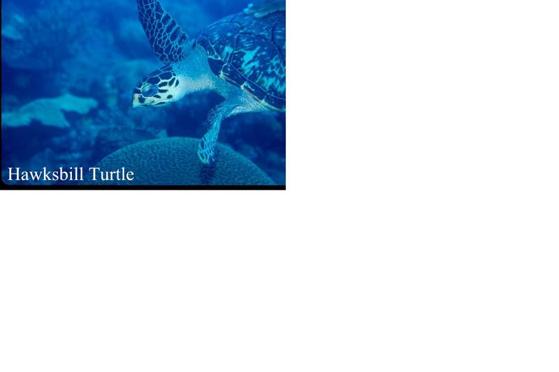 Hawksbill Sea Turtle (Eretmochelys imbricata) {!--매부리거북,대모거북(玳瑁--)-->; DISPLAY FULL IMAGE.