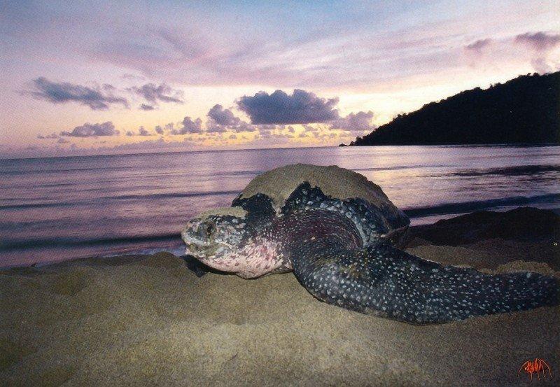 Leatherback Sea Turtle (Dermochelys coriacea) {!--장수거북-->; DISPLAY FULL IMAGE.