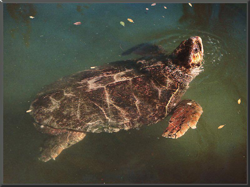 Loggerhead Sea Turtle (Caretta caretta) {!--붉은바다거북-->; DISPLAY FULL IMAGE.