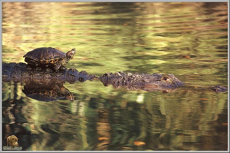 Pond Slider (Trachemys scripta) {!--청거북-->; DISPLAY FULL IMAGE.