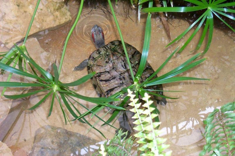 Pond Slider (Trachemys scripta) {!--청거북-->; DISPLAY FULL IMAGE.