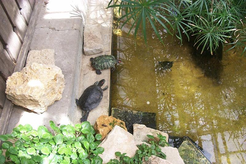 Pond Slider (Trachemys scripta) {!--청거북-->; DISPLAY FULL IMAGE.