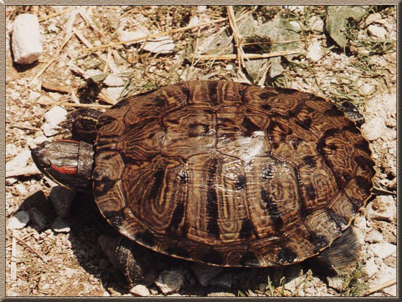 Pond Slider (Trachemys scripta) {!--청거북-->; DISPLAY FULL IMAGE.