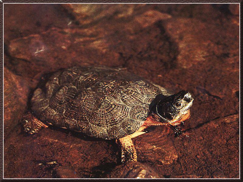 Wood Turtle (Clemmys insculpta) {!--나무거북-->; DISPLAY FULL IMAGE.