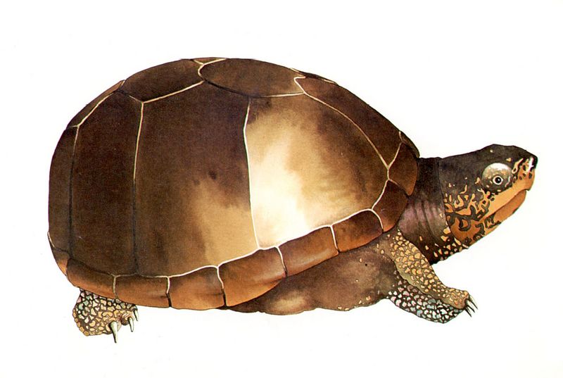 [Clipart] (Common) Eastern Mud Turtle (Kinosternon subrubrum) {!--동부진흙거북-->; DISPLAY FULL IMAGE.