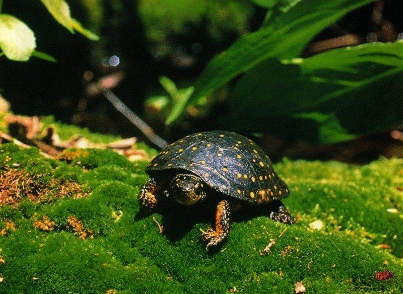 Spotted Turtle (Clemmys guttata) {!--돌거북-->; DISPLAY FULL IMAGE.